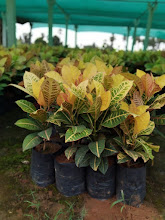How to Grow and Care for Colorful Croton Plants in Your Garden!